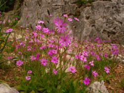 2013-08-18_Regina-F-Rau_Schachen_Blumen  (162).JPG